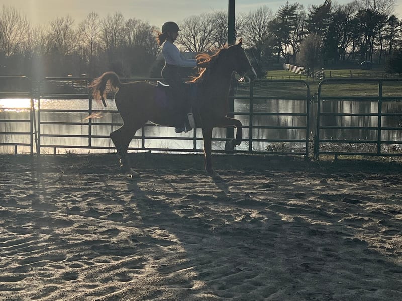 Rider in training session