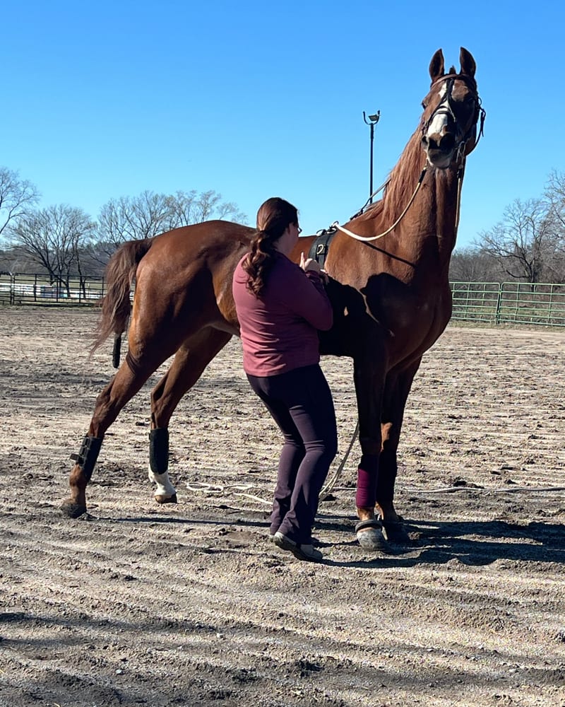 Horse and rider training at Ruby Moon Stables